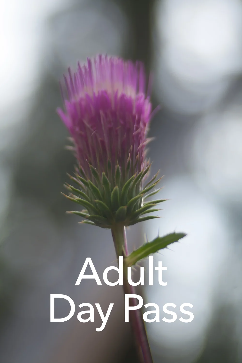 Adult Day Pass.jpg