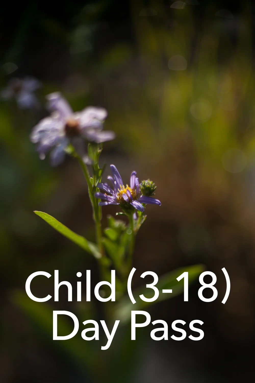 Child Day Pass.jpg