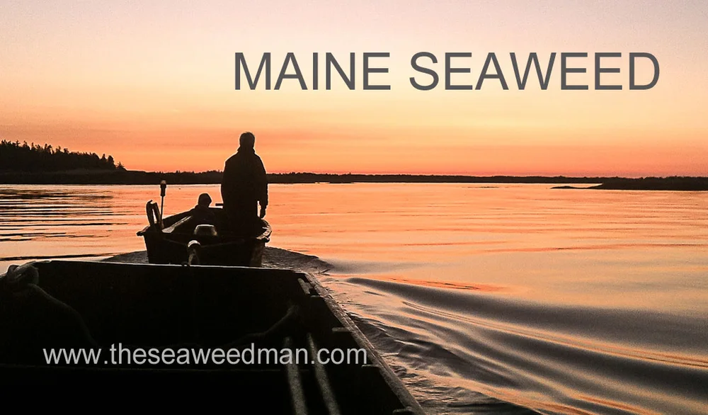seaweed man logo.jpg